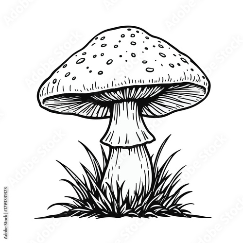 Mushroom black and white line art vector illustration