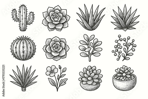 Yucca succulent set cluster icon botanical vector aloe plant rosette agave cactus