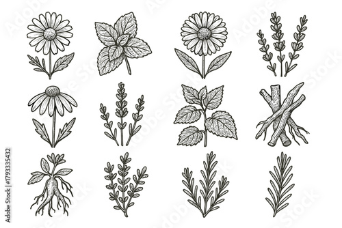Icon leaf echinacea vector bloom mint icons licorice herb calendula botanical medicinal