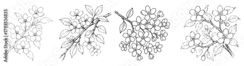 Four different drawings of flowers with a black background. The drawings are all of the same type of flower, but they are different sizes and orientations. The mood of the images is calm and peaceful