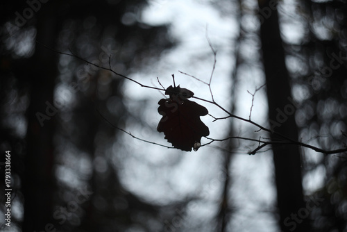 The Last Oak Leaf