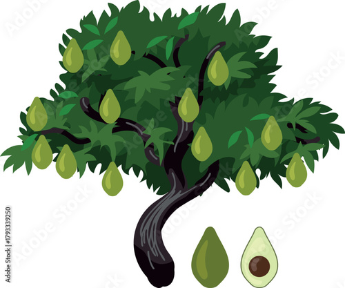 Avocado tree (Persea americana) with fruits on white background