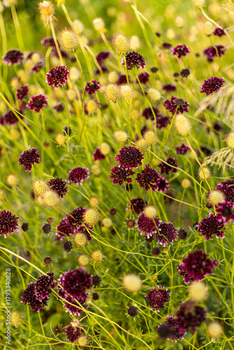 Campo de flores violetas y amarillas
