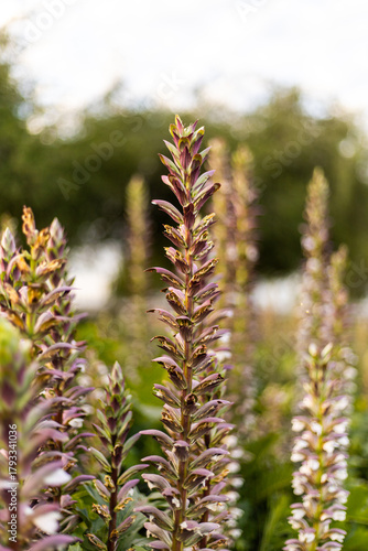 Flores extrañas violetas