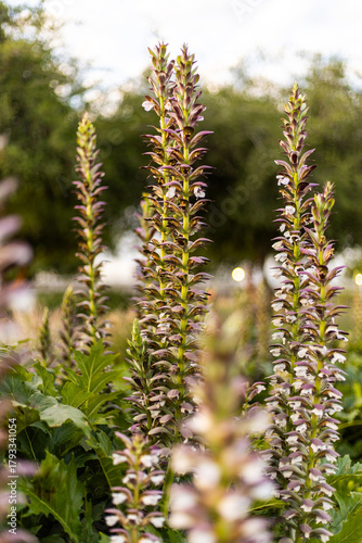 Flores violetas en un campo