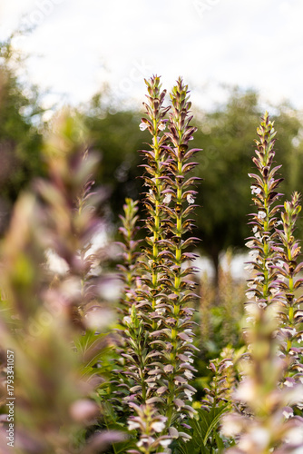 flores violetas en vertical 