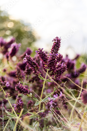 Flores violetas en un campo