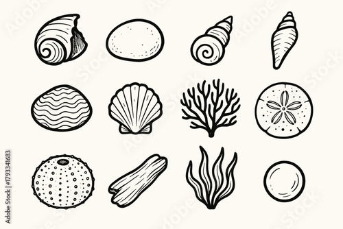 Clam collection seaweed fan icon vector spiral seashell broken sand driftwood pearl
