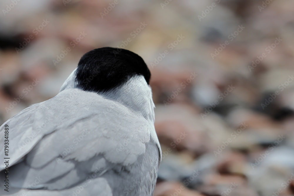 Fototapeta premium common tern
