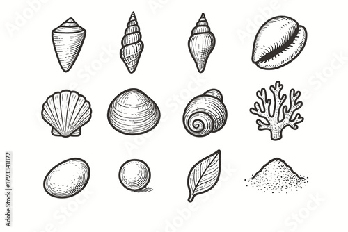 Seashell snail icon coral turret cone sea scallop cowrie vector collection shell