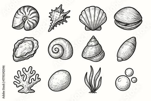Shell top oyster collection icon bubble nautilus moon pebble seashell vector seagrass