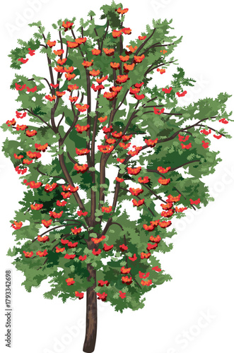 Large rowan tree (Sorbus aucuparia) with green leaves and many red berries isolated on white background