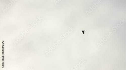 Slow motion showing a black crow gliding across a pale cloudy sky in Fukuoka, Japan, with gentle daylight tones and minimalist composition ideal for nature or freedom concepts