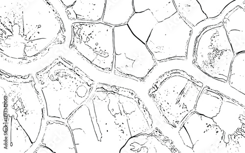 Monochrome Stone Pavement Pattern With Irregular Cobblestones For Architectural Texture And Design Inspiration irregularly shaped stones outlined in black on a white background.