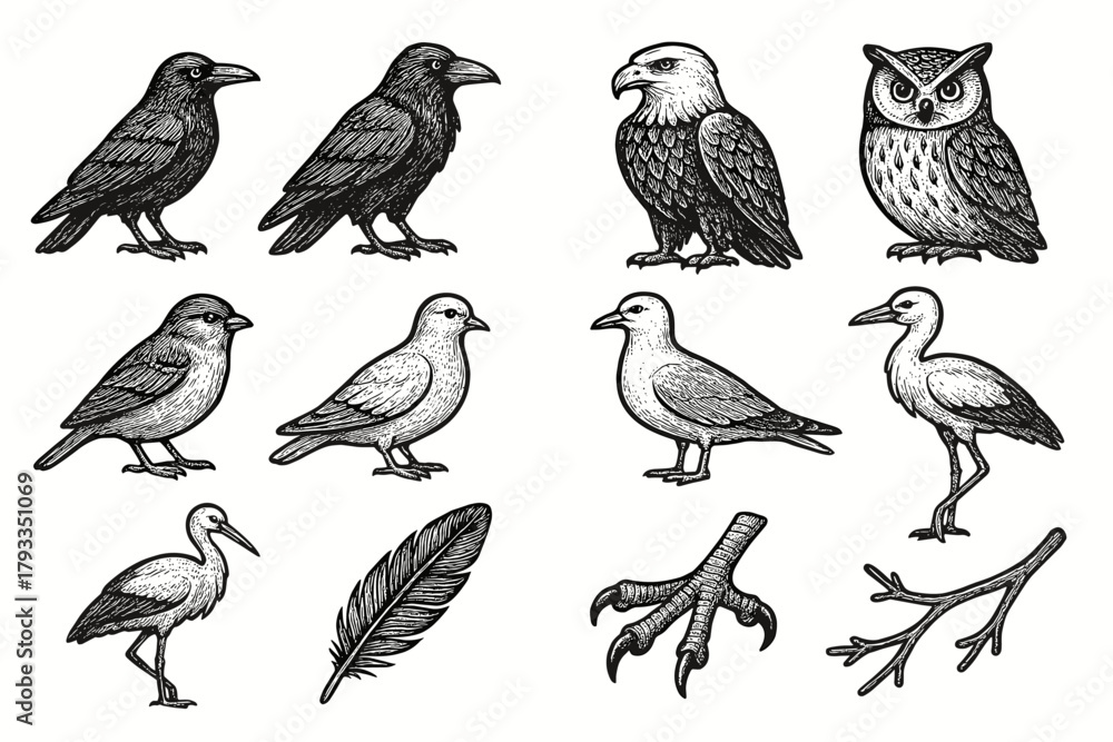 Obraz premium Seagull vector collection heron stork dove raven feather owl icon bird claw