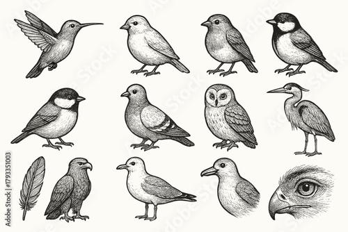 Feather owl icon eagle hummingbird chickadee beak bird vector collection robin tit