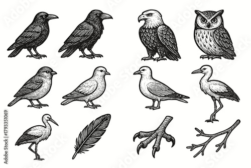 Seagull vector collection heron stork dove raven feather owl icon bird claw