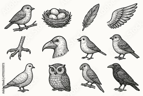 Branch claw owl collection bird feather parrot icon vector nest beak dove