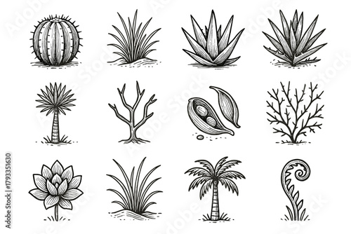 Bush grass icon sand icons seed yucca vector plants agave pod desert