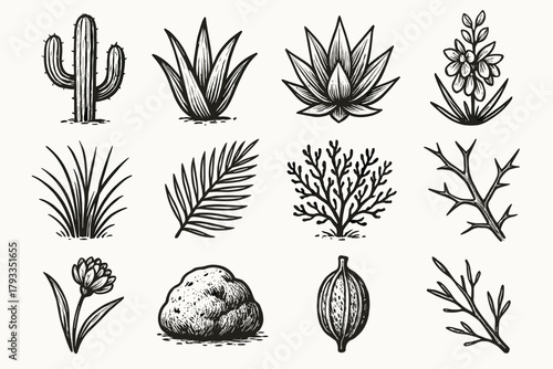 Dune leaf icon plant moss shrub agave rosette vector desert rock sprout