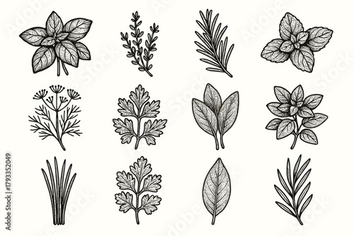 Chives bay icons dill sprig thyme flower garden rosemary herb icon vector