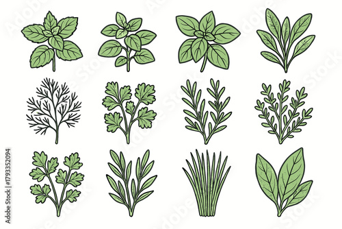 Tarragon herb thyme rosemary collection chives icon cilantro parsley sage bay vector