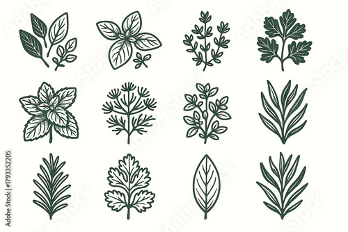 Herbs icons rosemary herb garden dill oregano mint icon bay vector parsley