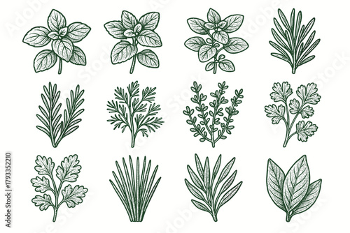 Herbs chives thyme parsley icon herb icons oregano rosemary vector leaf garden