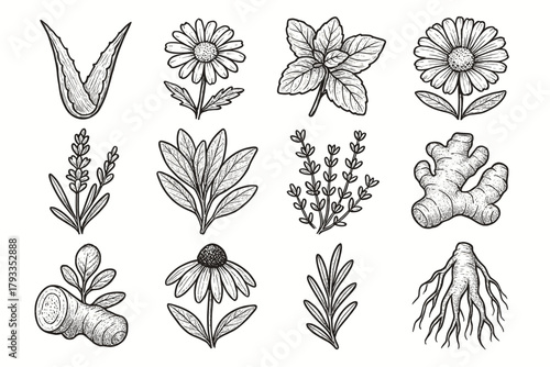 Ginseng plant lavender aloe vector icon icons thyme bloom medicinal leaf echinacea