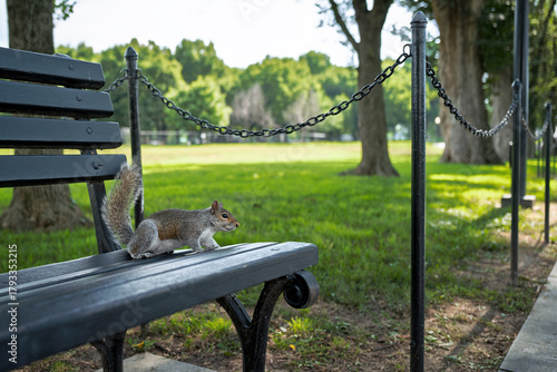 Relaxed Squirrel Resting on a Park Bench in a Sunny Green Park
