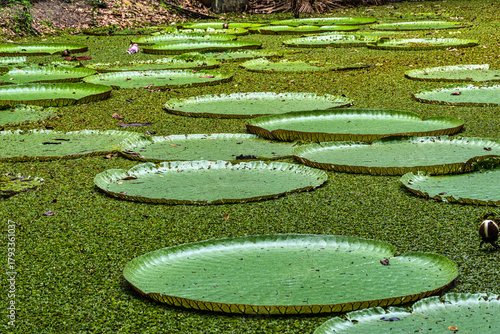 Bild auf Leinwand Victoria amazonica flower at Museu da Amazonia, MUSA in Manaus, Brazil