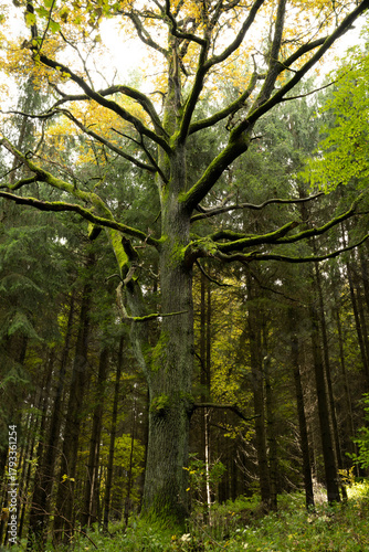 Fototapeta Naklejka Na Ścianę i Meble -  Natura, las, góry, drzewa, krajobraz, jesienią, drzew, bory, zółty, niebo, drewna, park, brzoza, potok, strumyk