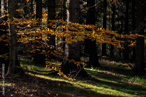 Fototapeta Naklejka Na Ścianę i Meble -  Natura, las, góry, drzewa, krajobraz, jesienią, drzew, skały, Polska, Krajobraz, Jesień, Dolny śląsk, 