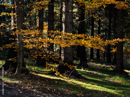 Fototapeta Naklejka Na Ścianę i Meble -  Natura, las, góry, drzewa, krajobraz, jesienią, drzew, skały, Polska, Krajobraz, Jesień, Dolny śląsk, 