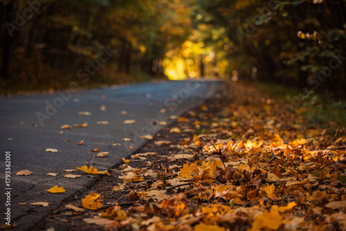 Fototapeta Naklejka Na Ścianę i Meble -  Natura, las, góry, drzewa, krajobraz, jesienią, drzew, skały, Polska, Krajobraz, Jesień, Dolny śląsk, 