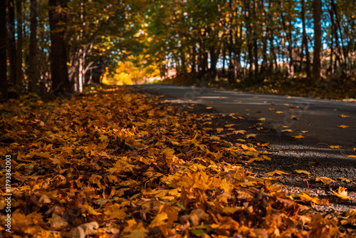 Fototapeta Naklejka Na Ścianę i Meble -  Natura, las, góry, drzewa, krajobraz, jesienią, drzew, skały, Polska, Krajobraz, Jesień, Dolny śląsk, 