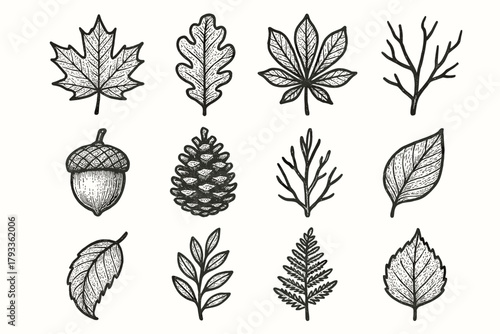 Foliage acorn rustic twig autumn curled sprig icon set leaf maple vector