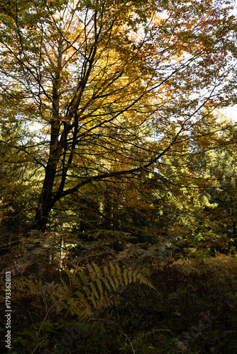 Fototapeta Naklejka Na Ścianę i Meble -  Natura, las, góry, drzewa, krajobraz, jesienią, drzew, skały, Polska, Krajobraz, Jesień, Dolny śląsk, 