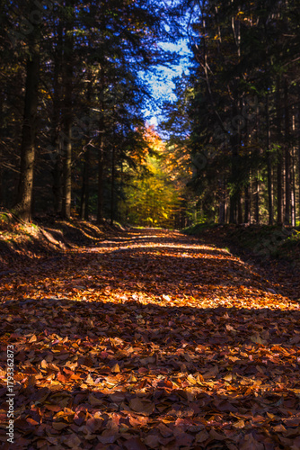 Fototapeta Naklejka Na Ścianę i Meble -  Natura, las, góry, drzewa, krajobraz, jesienią, drzew, skały, Polska, Krajobraz, Jesień, Dolny śląsk, 