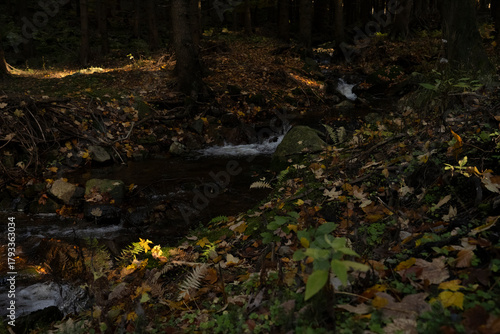 Fototapeta Naklejka Na Ścianę i Meble -  Natura, las, góry, drzewa, krajobraz, jesienią, drzew, bory, zółty, niebo, drewna, park, brzoza, potok, strumyk