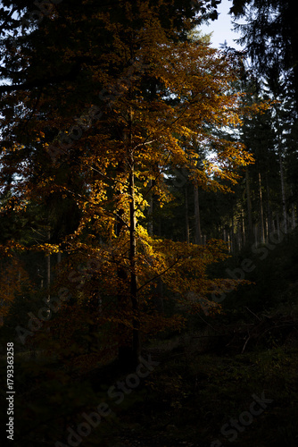 Fototapeta Naklejka Na Ścianę i Meble -  Natura, las, góry, drzewa, krajobraz, jesienią, drzew, skały, Polska, Krajobraz, Jesień, Dolny śląsk, 