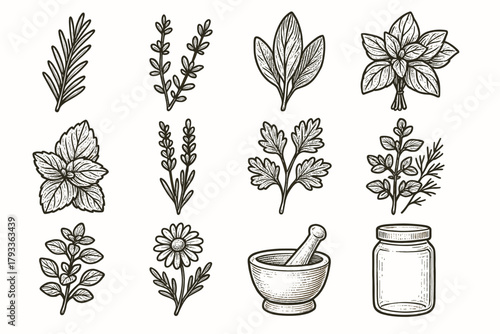 Jar mint flower icon leaf glass lavender herbal collection sprig vector stem