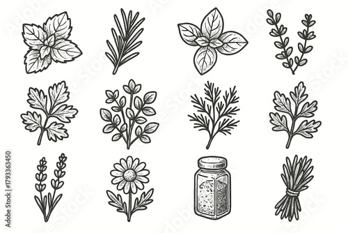 Mint vector sprig herb collection leaf chamomile spice lavender icon oregano herbal