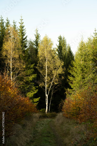 Fototapeta Naklejka Na Ścianę i Meble -  Natura, las, góry, drzewa, krajobraz, jesienią, drzew, skały, Polska, Krajobraz, Jesień, Dolny śląsk, 