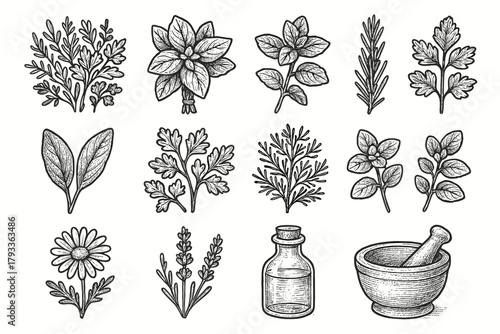 Vector sage bunch chamomile herb mint mortar oregano collection leaf basil icon