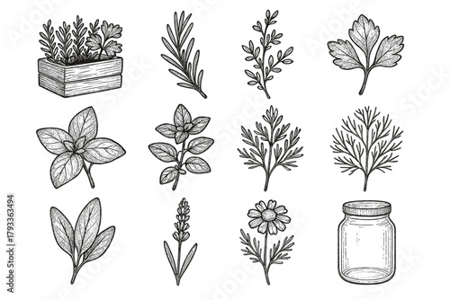 Herb mint lavender herbs vector rosemary icon collection kitchen sprig parsley dill