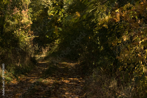 Fototapeta Naklejka Na Ścianę i Meble -  Natura, las, góry, drzewa, krajobraz, jesienią, drzew, skały, Polska, Krajobraz, Jesień, Dolny śląsk, 