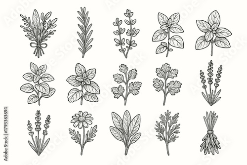 Icon dill parsley thyme basil bundle herb oregano herbs collection vector fresh