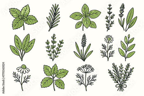 Icons oregano icon bouquet eucalyptus vector plant basil lavender mint chamomile aromatic