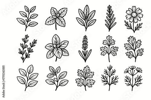 Sprig dill plant chamomile icons aromatic icon oregano herbs parsley vector botanical